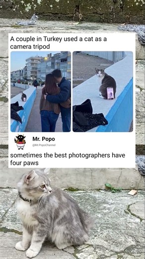 They just wanted the "purrrrfect" picture 😎😼
