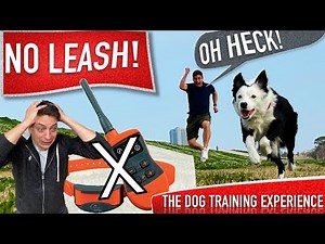 How To Train Your Dog to Be OFF LEASH Without a Shock Collar!
