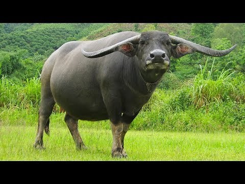 Con Trâu - Con Bò - Bài Hát Gọi Trâu - Nhạc Thiếu Nhi Vui Nhộn