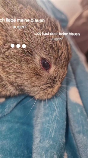 The Charm of Blue-Eyed Bunnies