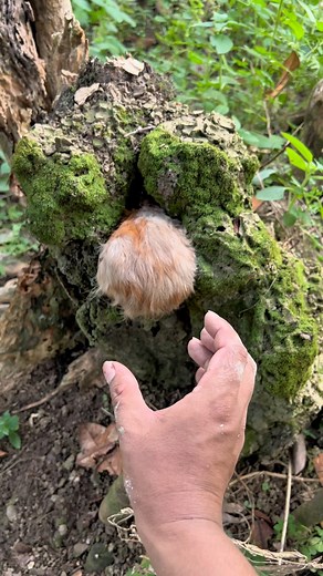 there are a lot of strange animal sounds in here 😮 | Aman Raya Channel