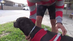 19K views · 1.2K reactions | PAPI was the sweet puppy that you may...