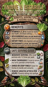 Endive & Escarole for Zebra Finches: Benefits, Serving Tips & Feeding Guide