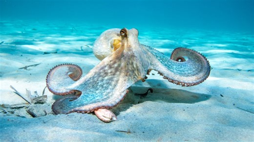 The nine-armed octopus and the oddities of the cephalopod nervous system