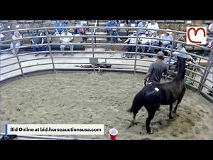 Mize Horse Sale - Mize, Mississippi