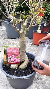 #adeniumlover #plants #fertilizer Adenium fertilizer time, yan po nilagay ko ay pampalusog at maging lush ang mga dahon na tutubo🥰 | Coralyn Torres