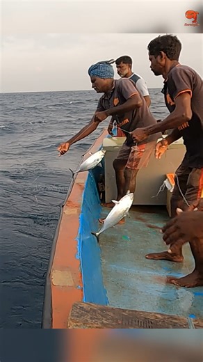 Danesh K on Instagram: "Back to back Bonito hooked with fishing Sabiki as bait! #fishing #fishingvideos #fishingtime"