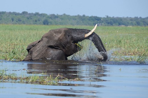 Chobe Day Trip - Shearwater Victoria Falls