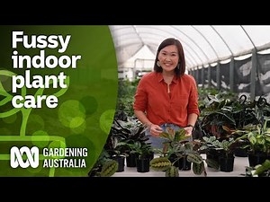 How to fix common indoor plant problems | Indoor Plants | Gardening Australia