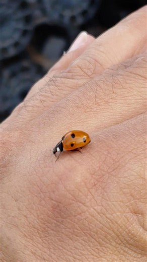 Ladybug 🐞 Spirit Animal - Good Things Ahead!