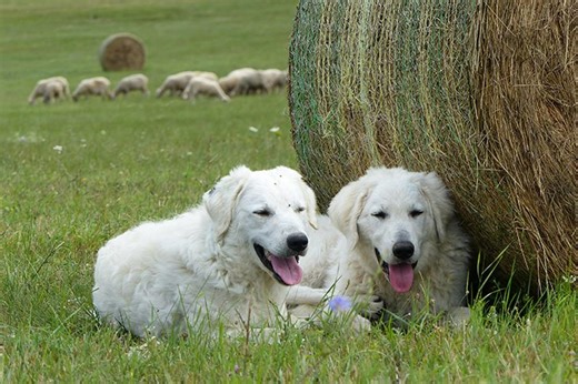 Get to Know the Livestock Guardian Dog Breeds