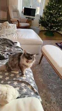 Ollie and Luna spent our vacation at their Uncle Bobs house and of course we had to film their