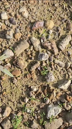 Ammonite en Champagne-Ardenne #géologie #science #geology #fossil #fossile #fossilhunting #paleontology #paléontologie | Pal