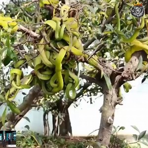 64K views · 340 reactions | There are hundreds of green snakes on the tree  Join our group : Animals Life | Wild World | Facebook