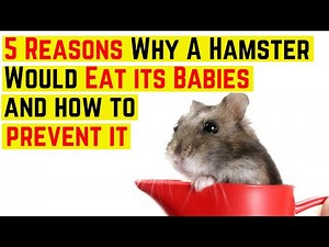 5 Reasons Why a Hamster Would Eat its Babies and how to prevent it ♥️ ♥️