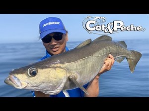 Lieu jaune au large des côtes Bretonnes !