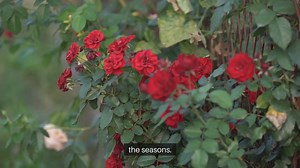 Cottage Garden Flowers To Plant This Year