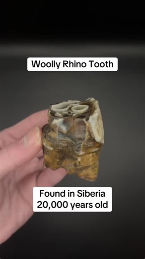 Woolly Rhino Tooth found in Siberia. Around 20,000 years old (Pleistocene). #fossil #fossils #prehistoric #paleontology #fossilsforsale | Pendle’s Prehistoric Fossil Shop