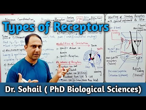 Types of Receptors | Skin as a Receptor Organ | 12th Biology | MDCAT Biology | NEET Biology