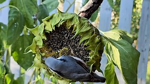 The common nuthatch (Latin Sitta europaea) pecks sunflower seeds.