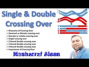Genetics Lecture 13: Single & Double Crossing Over
