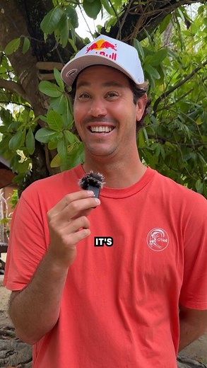 „Restaurants is gonna go bonkers“ 👀 @jordysmith88 breaks down why he’s always amped to surf there. And with the comp heating up, it’s gonna be exciting to see which spot gets the nod for finals day - Restaurants or Cloudbreak… Where would you wanna see it go down? 👇 | Red Bull Surfing