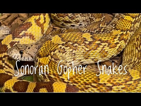 Species Spotlight- Sonoran Gopher Snakes