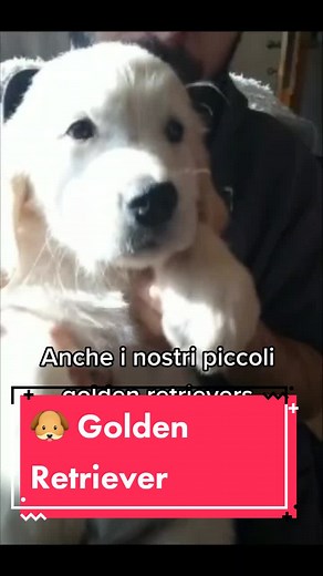 Golden Hug su TikTok