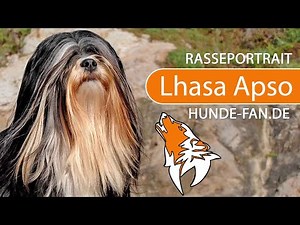 ► Lhasa Apso [2021] History, Appearance, Temperament, Training, Exercise, Care & Health