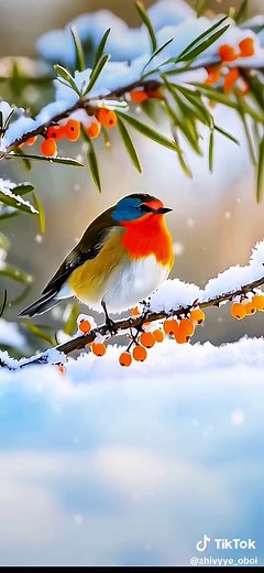 Live wallpaper on TikTok