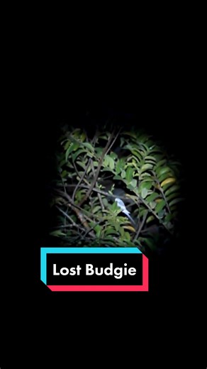 Lost Budgie Found: A Heartwarming Tale of Discovery