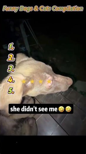 Just Wait For It 🤣#unexpected #funny #viral #fyp #trending #lol #memes