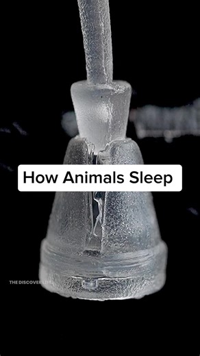 How Animals Sleep: Fascinating Facts About Sleep Behaviors