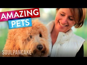 What We Learn From Our Pets | SoulPancake Street Team