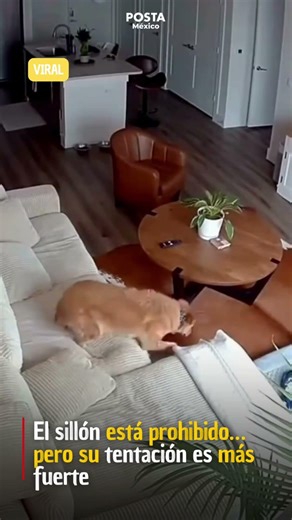 El sillón está prohibido… pero su tentación es más fuerte