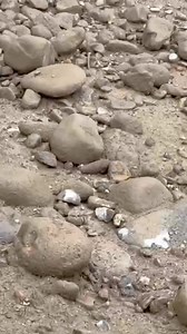 7.4K views · 96 reactions | The Japanese have figured out the key to a healthy pond is to create a normal healthy benthic ecosystem using rock and gravel in their mud ponds. #mudpond #japanesekoi #japan #koifish #koipond | Ed The Pond Professor | Facebook