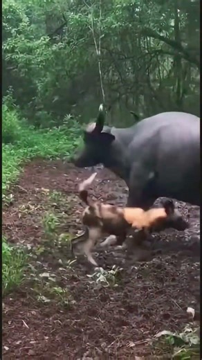 Wild Dogs vs Buffalo😱Pack Hunt Turns Brutal | Survival Moment #shorts