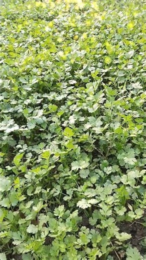 Lelo pudina #memes #comedy #funny