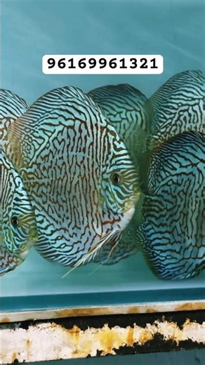 TIGERS @ Nimish Discus #discus #discusfish #aquariumfish