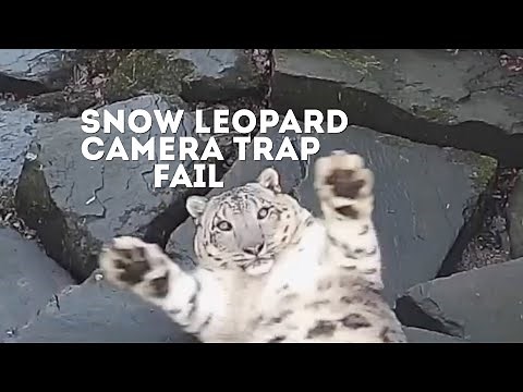 FUNNY Snow Leopard Camera Trap Fail! | Animals On CCTV