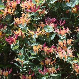 Gold Flame Honeysuckle Vine, Lonicera | American Meadows