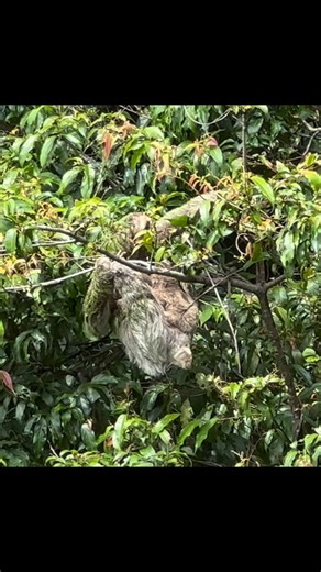 Mama and baby 3-toed sloths eating along side us at lunch. Rushing to give a mandala to the the tide. Beautiful day in #quepos after the earthquake rocked us in the night. | Journey of The Sacred Bee Tarot | Facebook