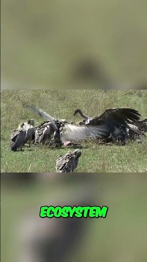 Vultures: Why Their Survival Matters!
