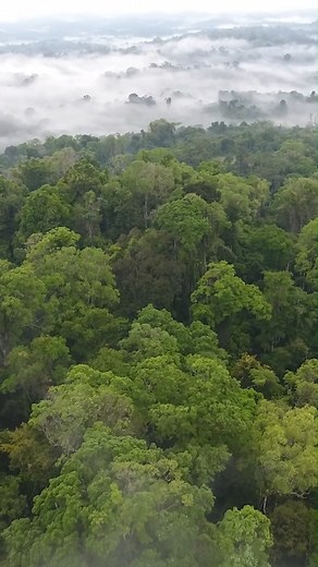 Happy International Day of Forests! The focus this year is “forests and health”. Forests contribute to the purity of the air, capture carbon to fight climate change, provide lifesaving medicine, as well as providing food, shelter, and mental health benefits. Unfortunately, the world is losing 10 million hectares of forest each year due to deforestation and even more is lost to insect damage according to statistics from the Food and Agriculture Organization (FAO). This year’s International Day of