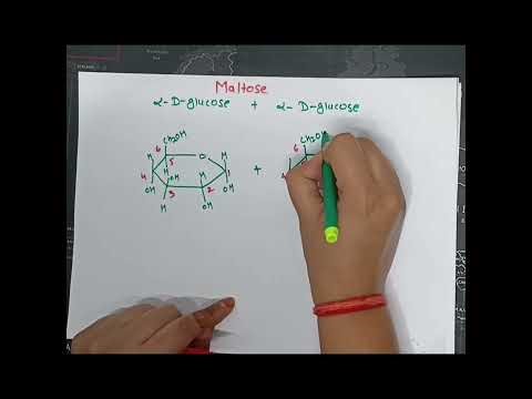 #Maltose #Disaccharide #Carbohydrates #Biochemistry #trending video#GlycosidicBond #StudySpark