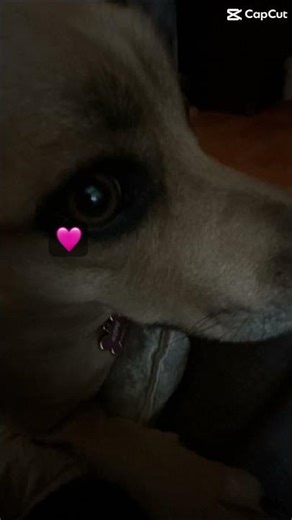 My dog #foryou #follow #fypシ゚viral #relatable #1klikes #trend #cutedog #baby #babybooboo #dog #fypシ