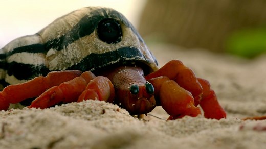 Spy in the Ocean: Underwater secrets revealed with new cameras