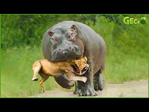 35 Moments When Hippos Go Crazy and Attack Lions, What Happened? | Animal Fight