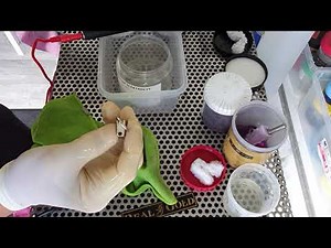 Vergolden von Messing - Messing direkt vergolden - selber galvanisieren