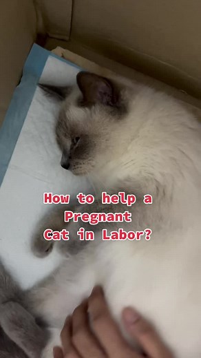 How to Help a Pregnant Cat in Labor?